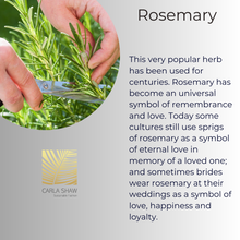 Load image into Gallery viewer, Rosemary Stud Earrings